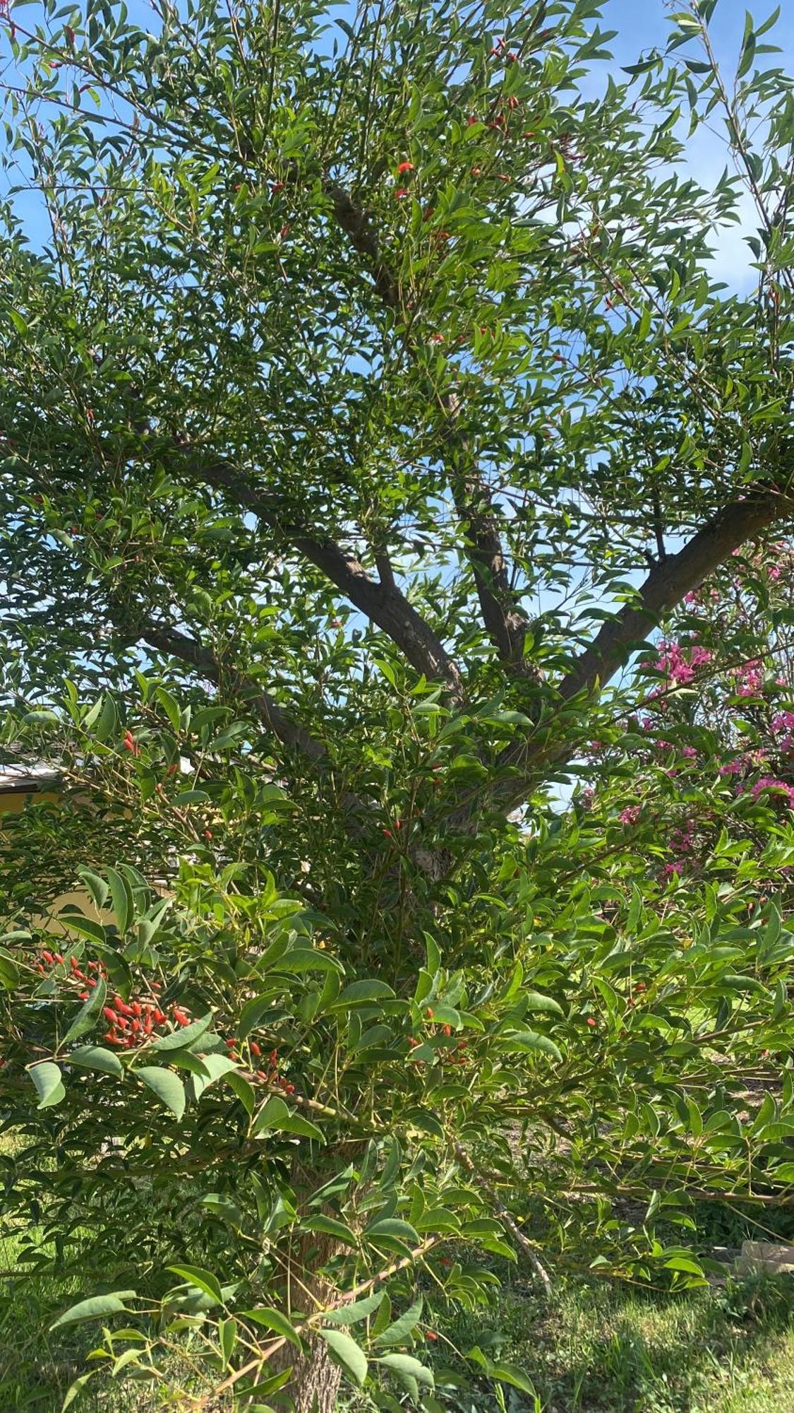 Agrib&B Lemontree Garde'N Szirakúza Kültér fotó