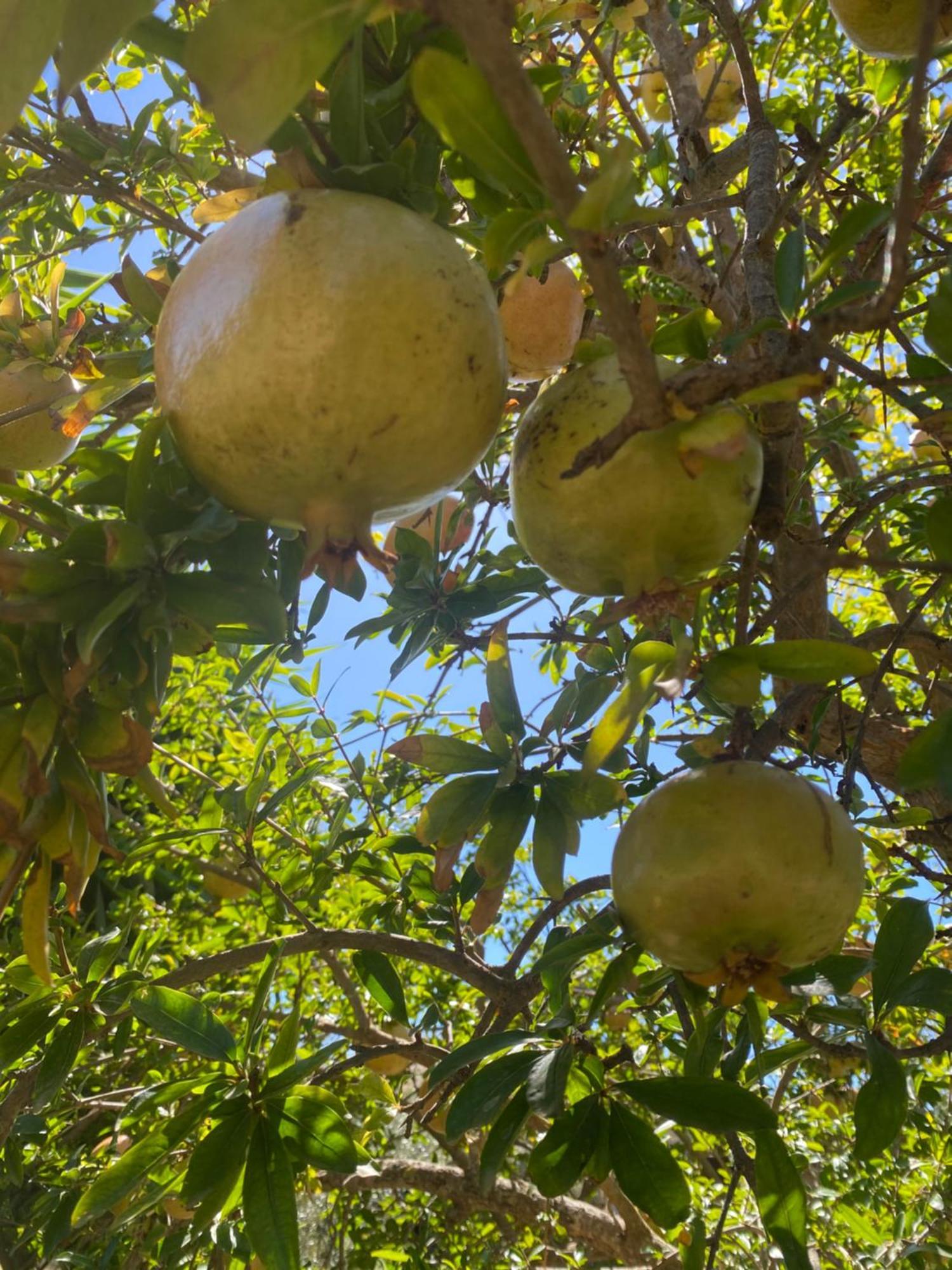 Agrib&B Lemontree Garde'N Szirakúza Kültér fotó