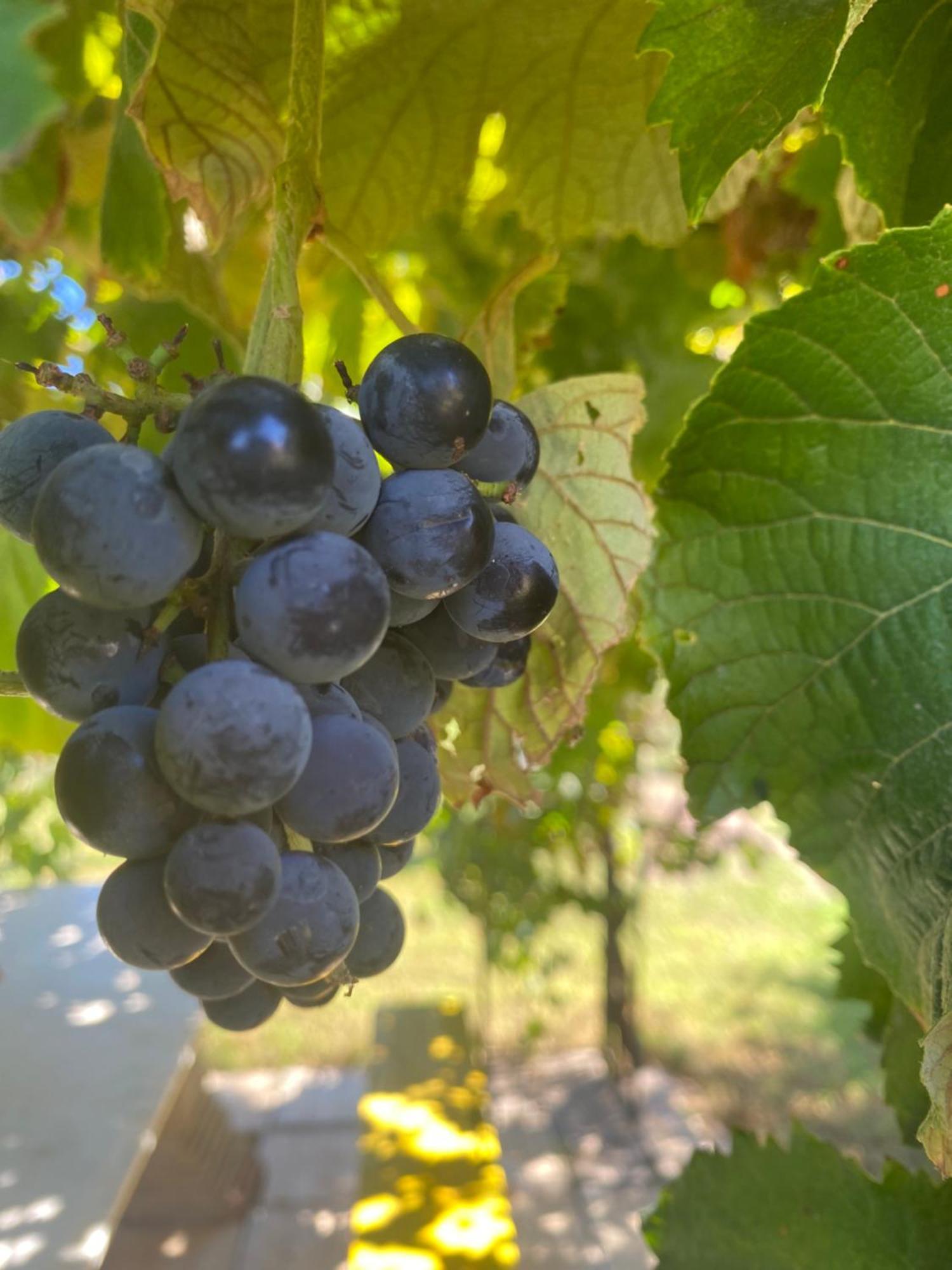 Agrib&B Lemontree Garde'N Szirakúza Kültér fotó