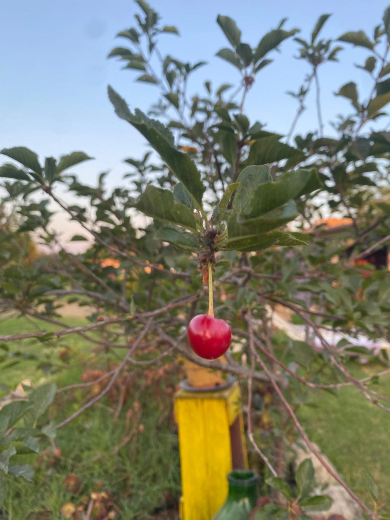 Agrib&B Lemontree Garde'N Szirakúza Kültér fotó